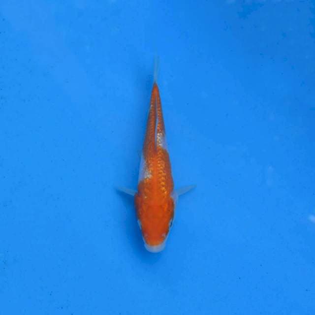 Kohaku Ginrin F1