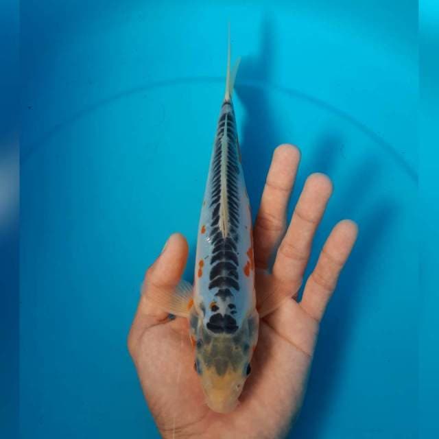 SUSHUI MALE