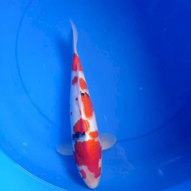 Showa#9