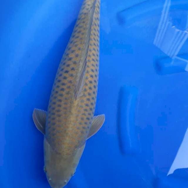 F1 Cagoi midori 55cm male