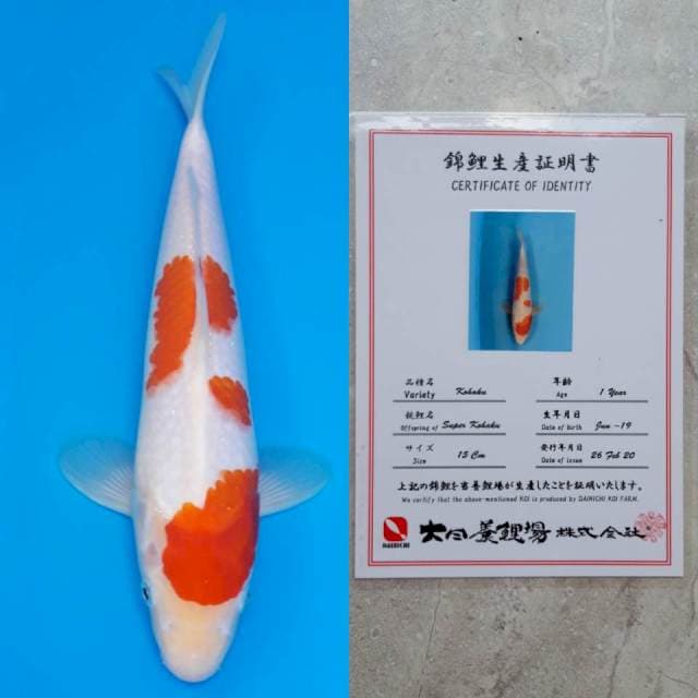 dainichi kohaku 30cm serty