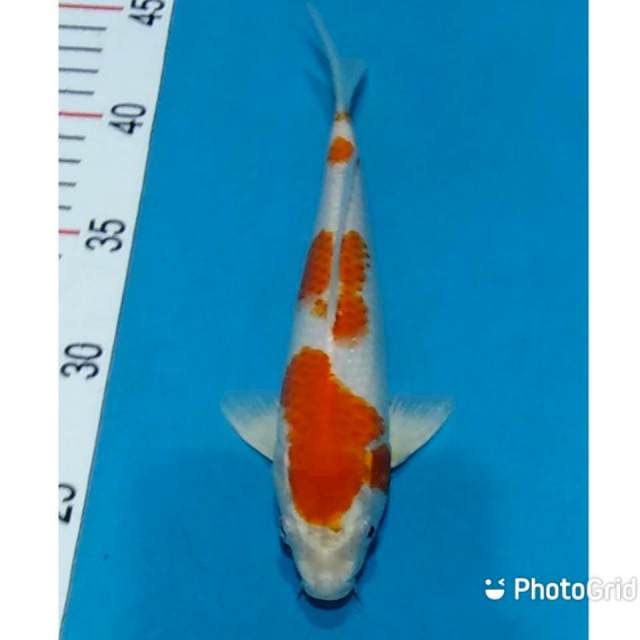 Kohaku hikari 22cm