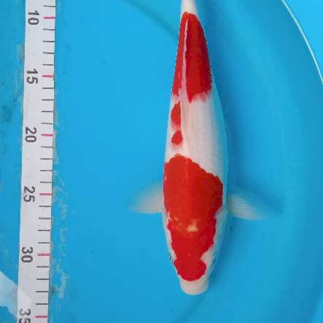 Kohaku merah strong