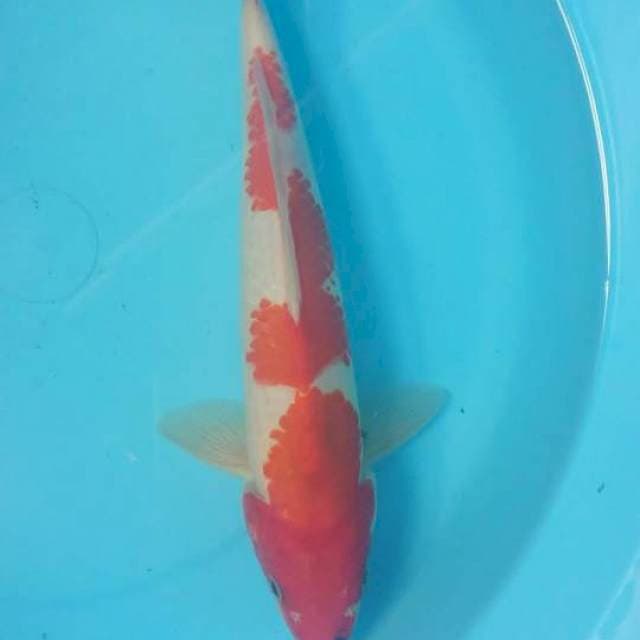 showa 29 cm