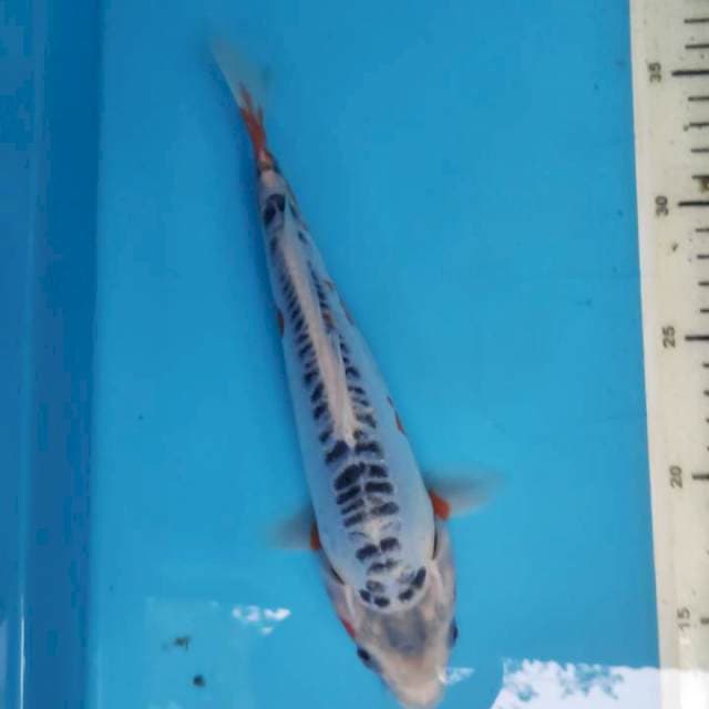 Shusui, 25cm