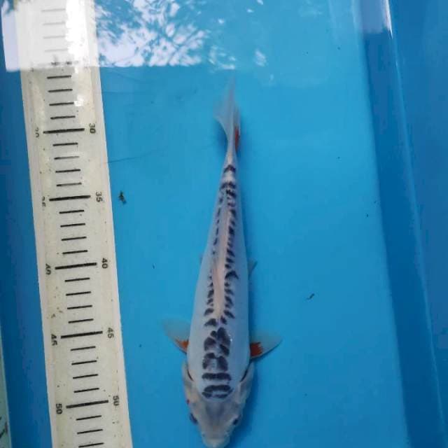 Shusui, 26cm