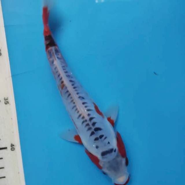 Shusui, 21