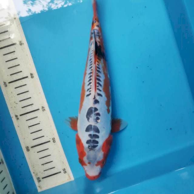 Shusui, 27cm