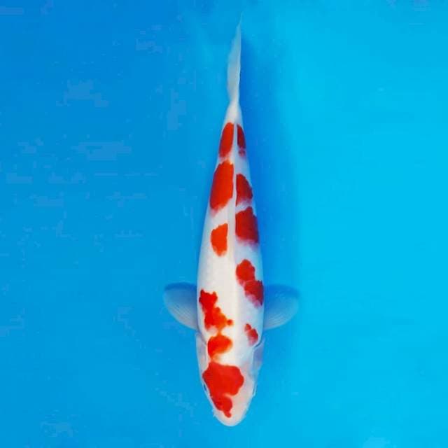 HANAMASA 15 ~ KOHAKU SAKURA ™