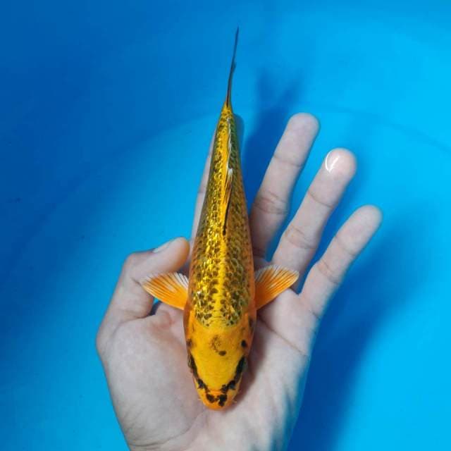 MATSUBA GINRIN MALE