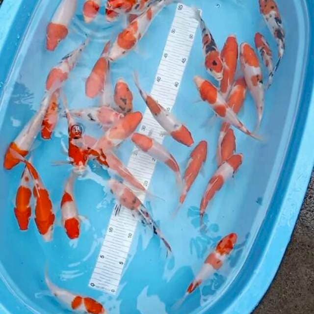 Mik kohaku sanke original 35ekor