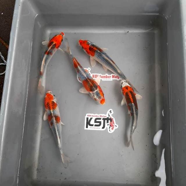 Kujaku 18-25 BU