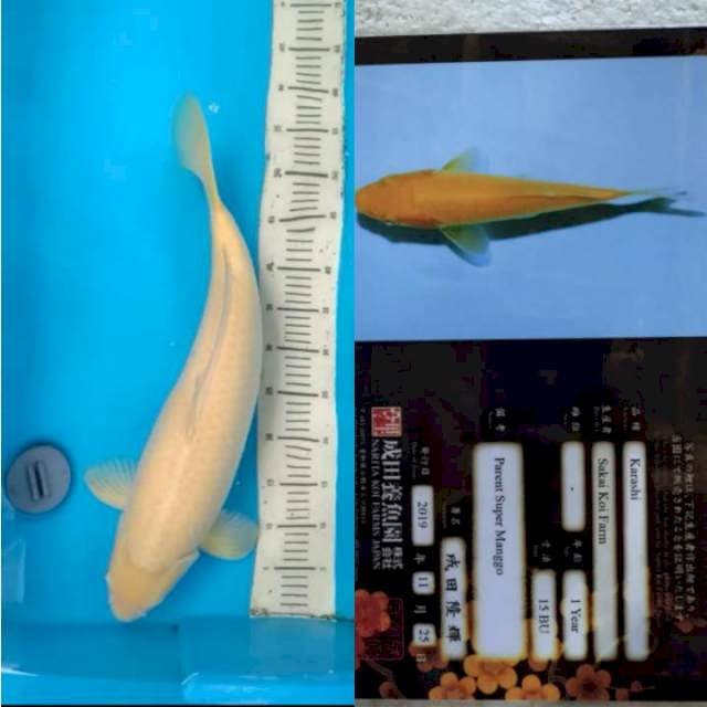 karasi serti 58 cm
