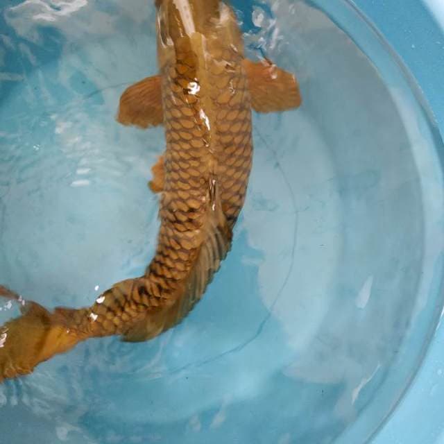 Chagoi 45 cm 