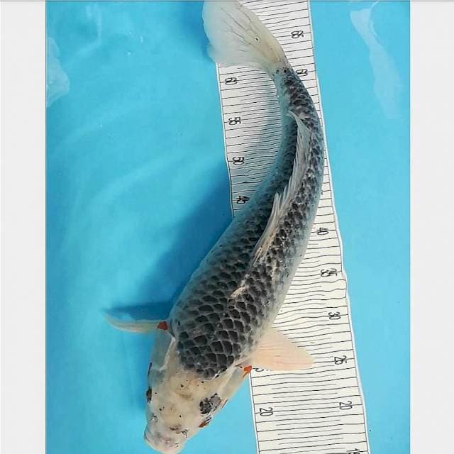 Jumbo Asagi 55cm