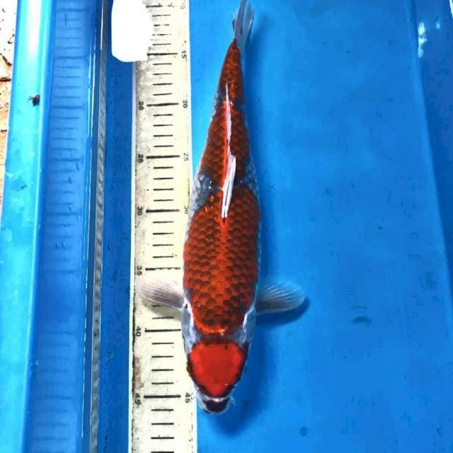 Beni Gingga, 36 cm