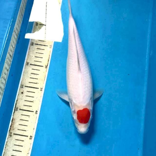 Tancho Kohaku, 30 cm