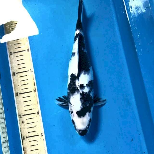 Shiro, 31 cm