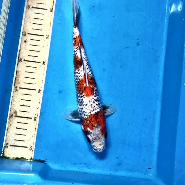 Beni Matsukawabake, 28 cm