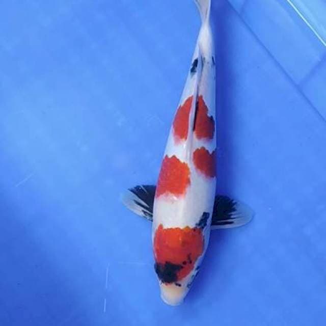 Maruten Showa ~34