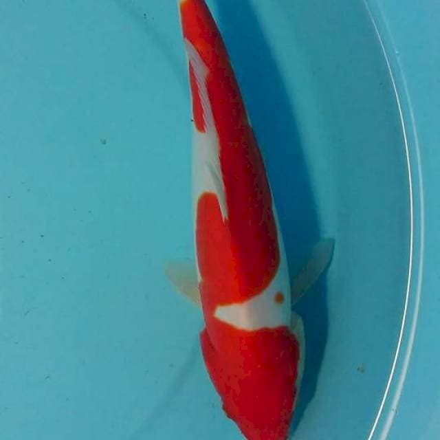 kohaku 24 cm doit strong