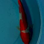 kohaku 24 cm doit strong 