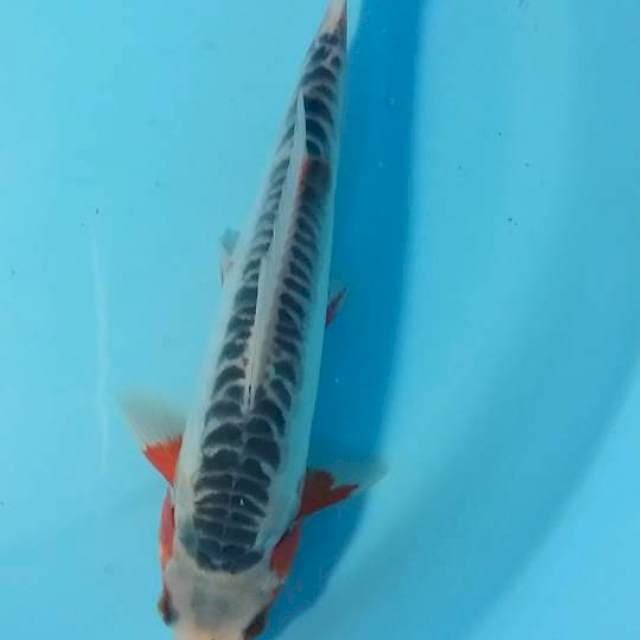 shusui 23 cm