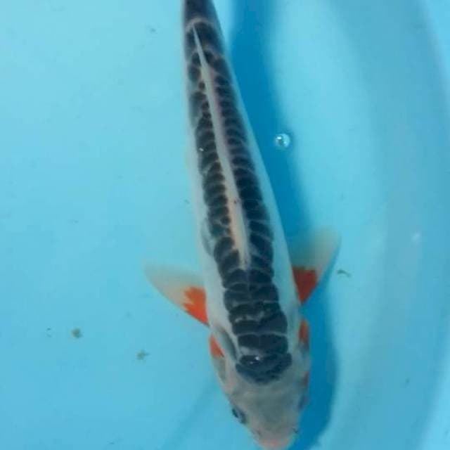 shusui 23 cm