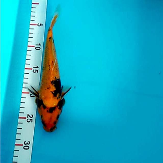 25/cm utsuri