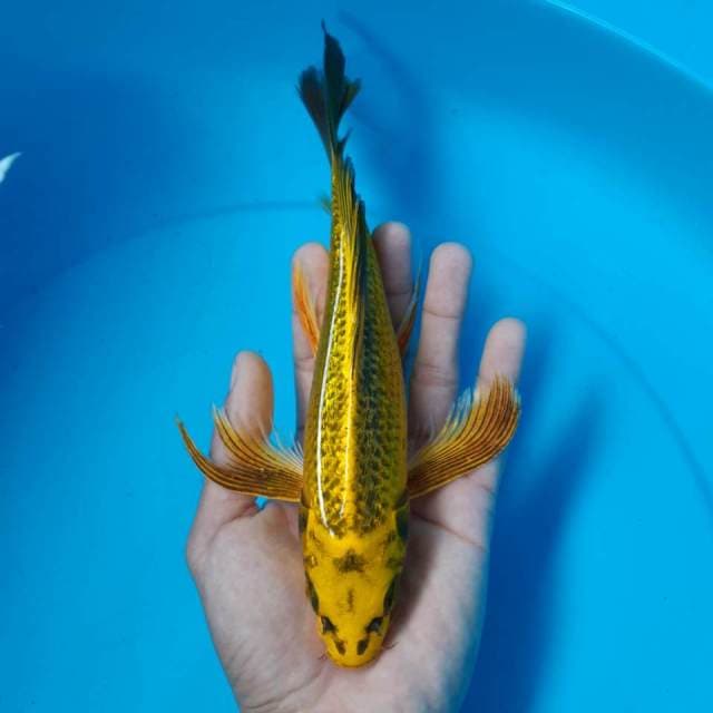 MATSUBA GOLD GINRIN