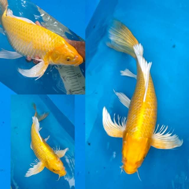 Jumbo munuk