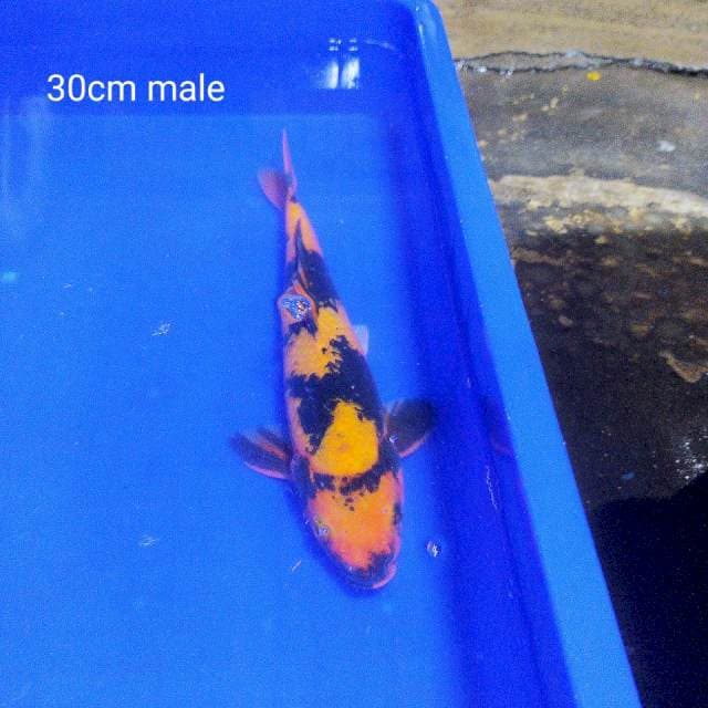 Utsuri 30cm male
