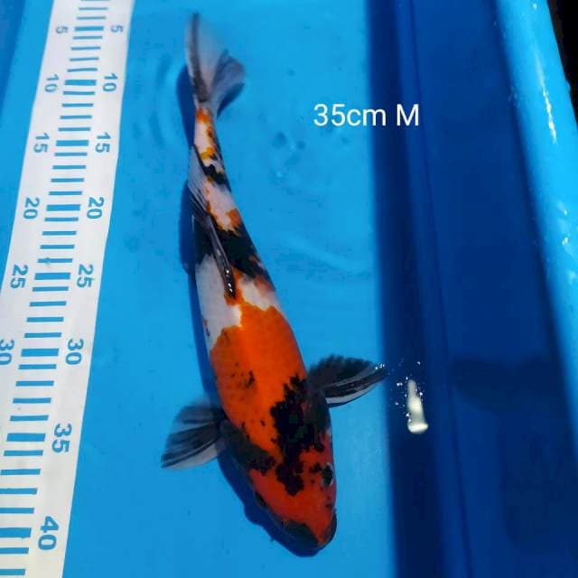 Showa 35cm male #001