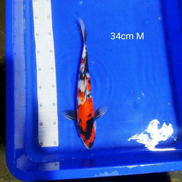 Showa 34cm male