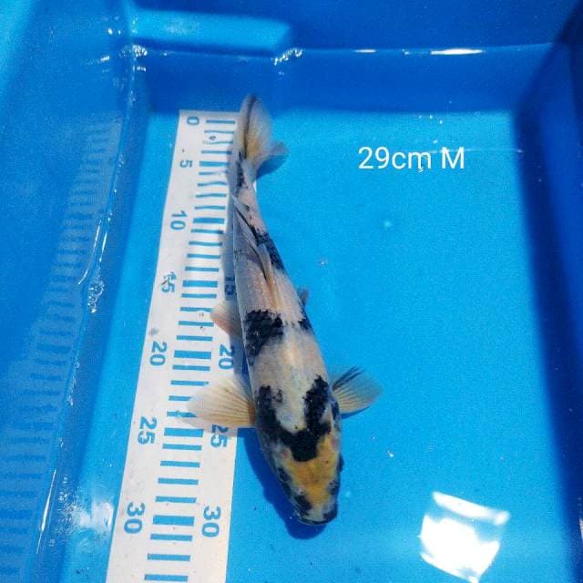 Siro 29cm male