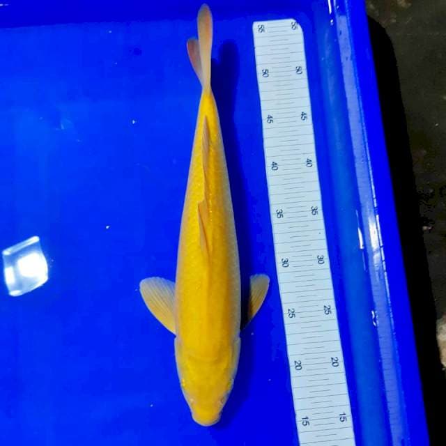 Karashi male 38 cm