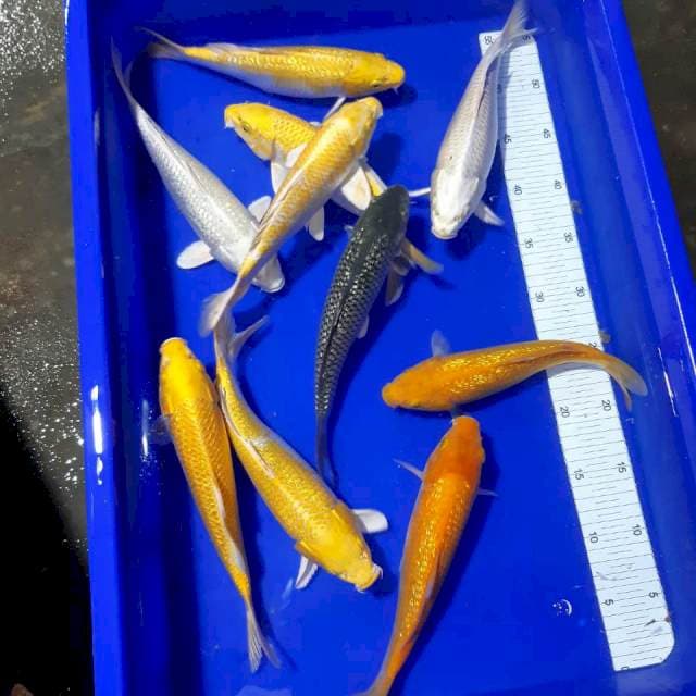 Mix 10 ekor 23-27cm