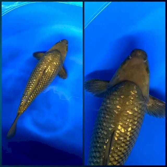Chagoi ginrin import marudo Super punuk