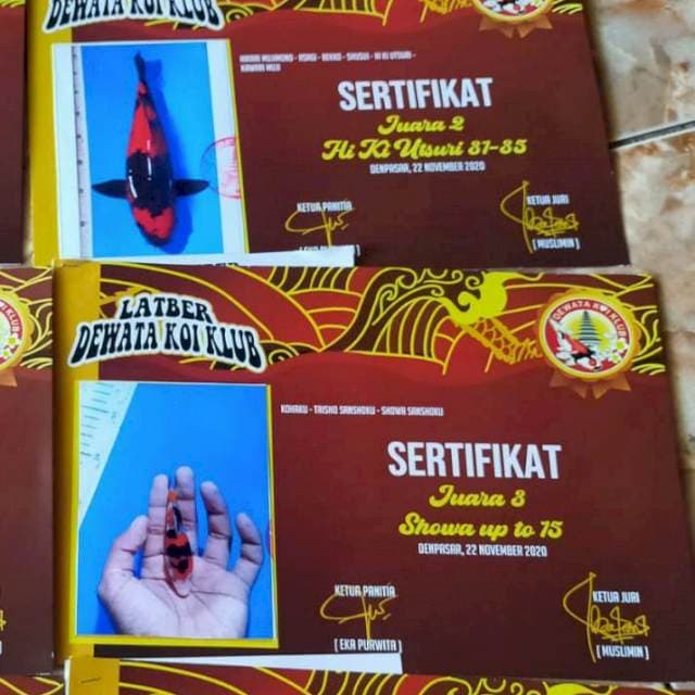 Hi Utsuri 35 juara 2 latber dewata koi klub