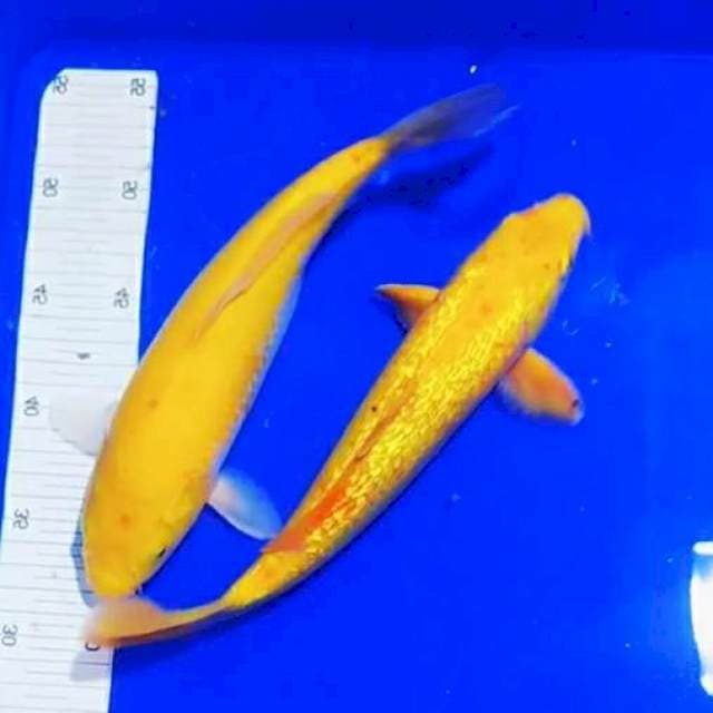 Yamabuki 27-28cm