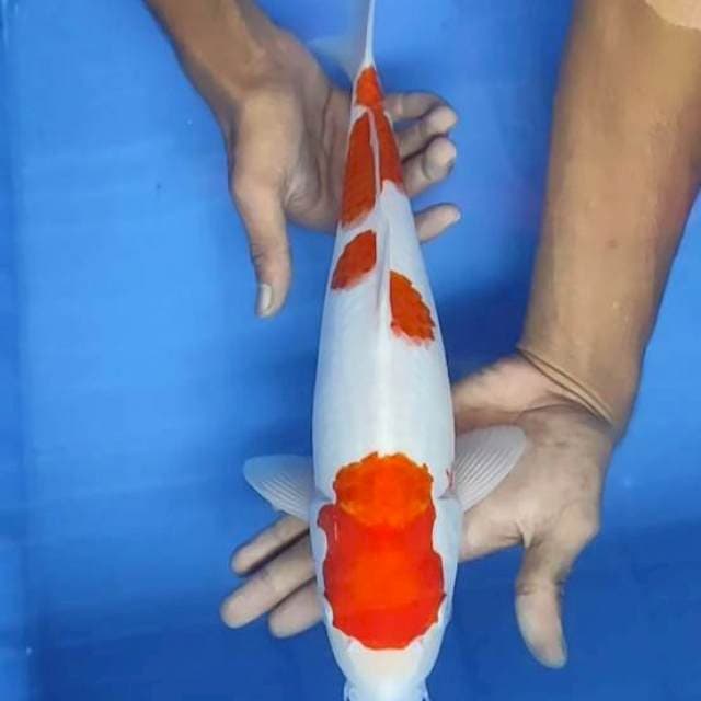 Kohaku 37cm
