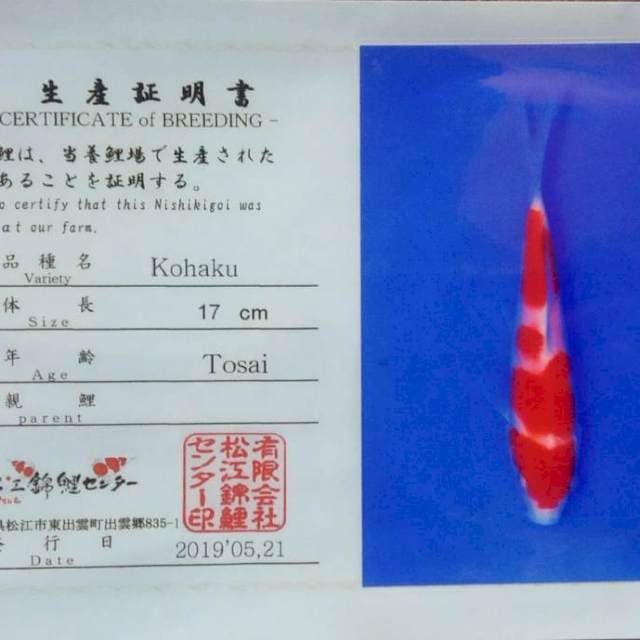 Kohaku matsue