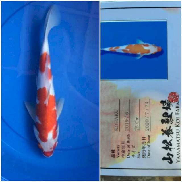 Kohaku 30cm Yamamatsu Koi Farm