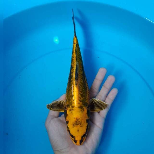 MUKASHI GOLD BONSAI MALE
