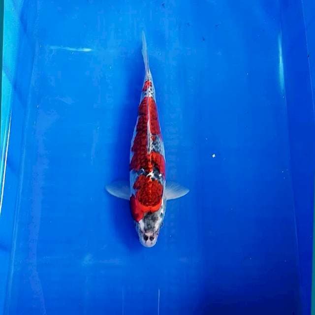 Beni gingga 31cm