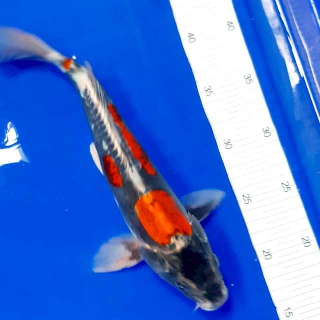 Beni kikko 32cm male