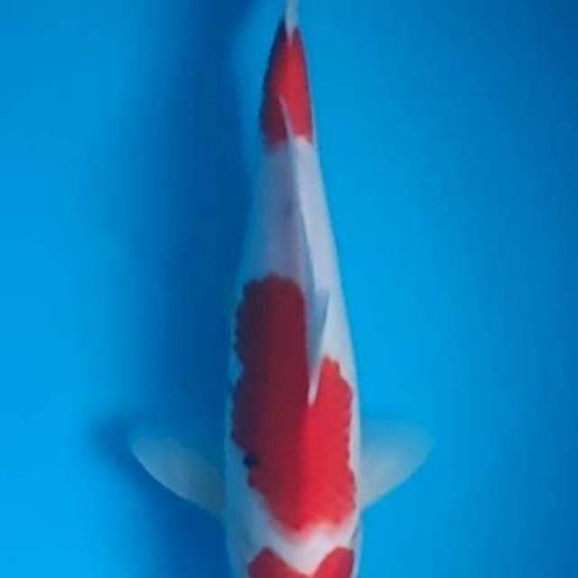 HQ Sanke 32cm Jantan