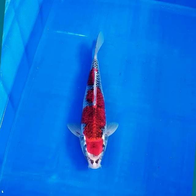 Goshiki 30cm