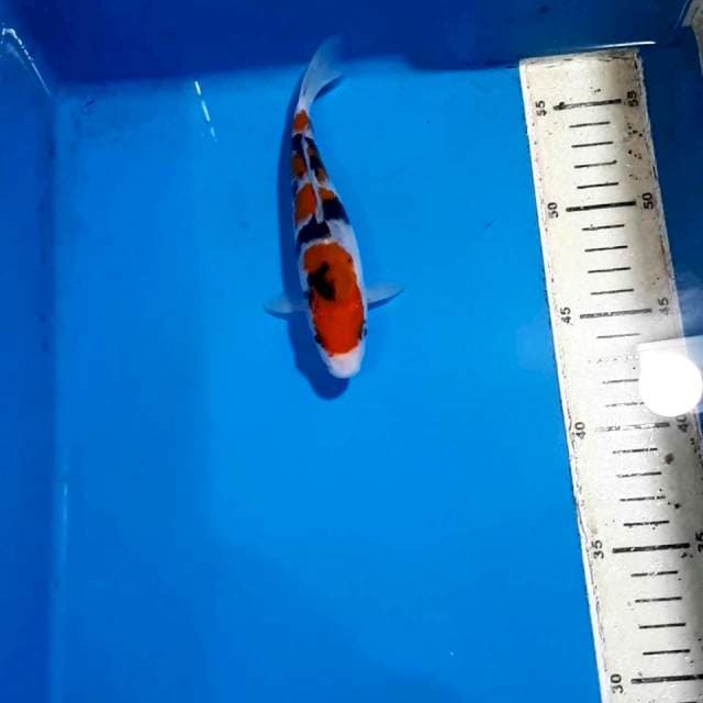 SANKE SHOW QUALITY 16 CM