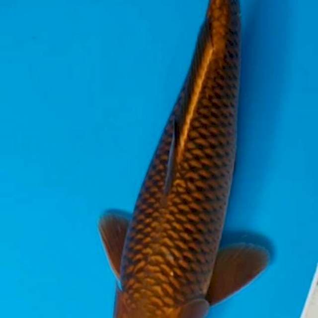 Cagoi tembaga